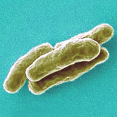 MYCOBACTERIUM TUBERCULOSIS.jpg