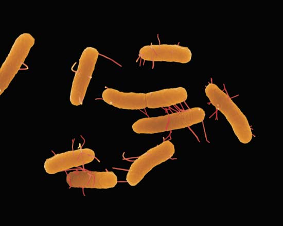 SALMONELLA ENTERITIDIS 3.jpg