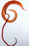 SCHISTOSOMA.gif