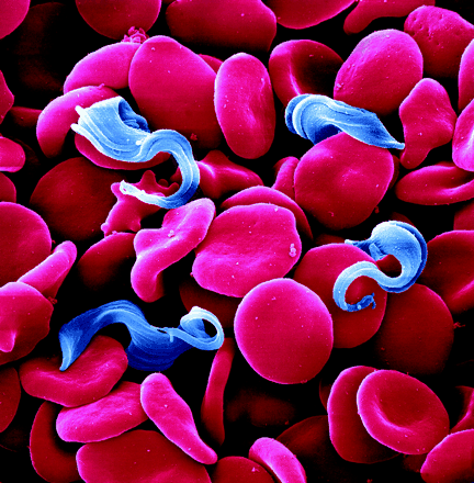 TRYPANOSOMA BRUCEI.gif