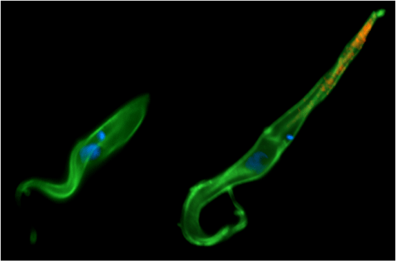 TRYPANOSOMA BRUCEI 2.gif