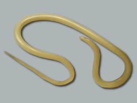 ASCARIS LUMBRICOIDES.jpg