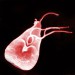 GIARDIA LAMBLIA.jpg