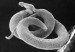 SCHISTOSOMA.jpg